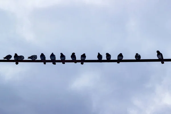 Les pigeons s'assoient sur un tuyau contre le ciel par une journée nuageuse. Silhouettes d'oiseaux assis dans une rangée. Des oiseaux de ville de pigeons gris sont assis sur un tuyau de gaz contre un ciel bleu. Place pour le texte — Photo
