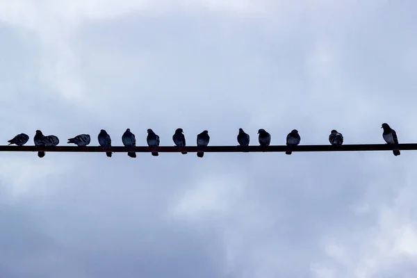 Duvor sitter på ett rör mot himlen en molnig dag. Silhuetter av fåglar som sitter i rad. Stadsfåglar av grå duvor sitter på ett gasrör mot en blå himmel. Ort för text — Stockfoto