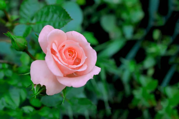 The flower of a light rose with dew drops against the background of buds and greenery has not fully blossomed. Yellow-pink rose after rain on a background of blurred greenery in the garden. — Stock Photo, Image