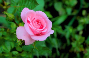 Tomurcukların ve yeşilliğin arka planında çiy damlaları olan bir gül çiçeği tam olarak çiçek açmadı. Bahçedeki bulanık yeşilliğin arka planında pembe ardı ardına yükseldi. Sanatsal olarak bulanık.
