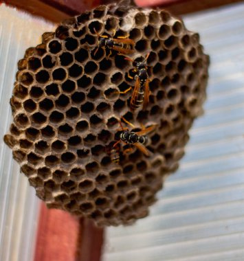 Eşek arısı. Eşek arıları arı kovanı yapar. Taşıyıcı.