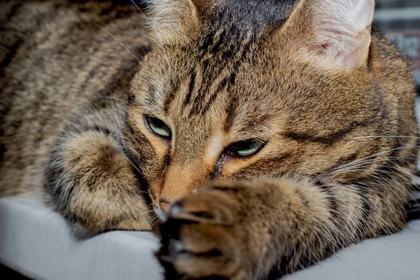 Gato cansado listrado com lágrimas do olho. O focinho de um gato com um m na testa está descansando. Cara de gato com olhos verdes meio fechados, close-up. Europeu Shorthair gato está doente . — Fotografia de Stock