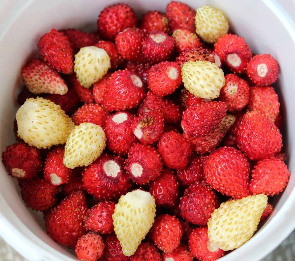 Red and yellow wild strawberries in a white bucket, top view. Freshly picked organic strawberries from the home garden. Natural food, healthy lifestyle, dessert, fruit background. — Stock Photo, Image