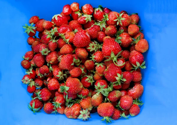 Mogna röda jordgubbar på blå bakgrund. Nyplockade ekologiska jordgubbar från hemträdgården med blå bakgrund. Naturlig mat, hälsosam livsstil, dessert, frukt bakgrund, ovanifrån — Stockfoto