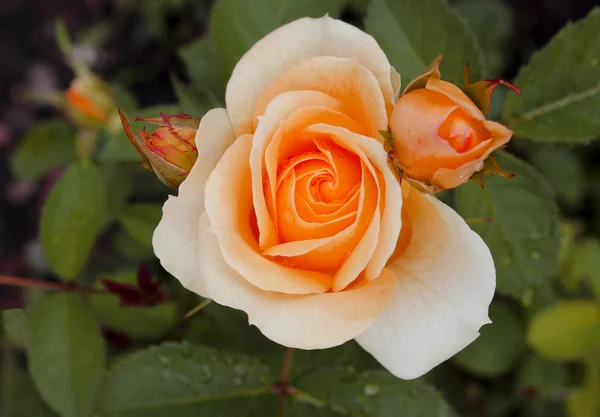 Sehr schöne orangefarbene Rose im Beet. helle Pfirsichrose mit ungeblasenen Knospen auf dem Hintergrund des verschwommenen Grüns im Garten. die Blume steht für Freundschaft, Liebe, Schönheit — Stockfoto