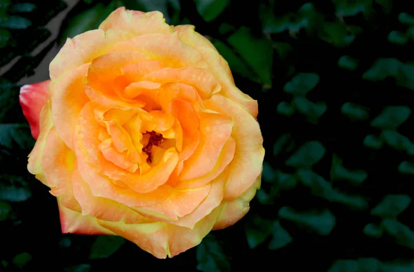 Bardzo piękna żółto-czerwona róża w kwietniku. Pomarańczowa róża na tle rozmytej zieleni w ogrodzie. Miejsce na tekst, miejsce na kopię. — Zdjęcie stockowe