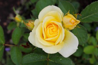 Çiçek tarlasında çok güzel sarı bir gül. Bahçedeki bulanık yeşilliğin arka planında patlamamış tomurcukları olan parlak sarı bir gül. Dostluk çiçeği, saflık, cazibe, masumiyet, aşk, mutluluk