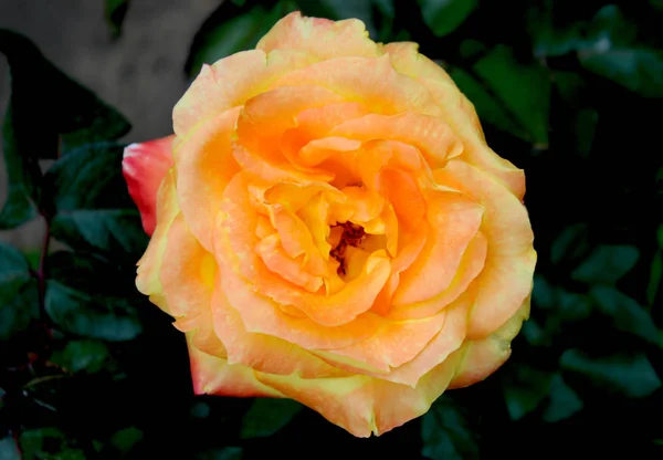 Bardzo piękna żółto-czerwona róża w kwietniku. Pomarańczowa róża na tle rozmytej zieleni w ogrodzie. Kwiat przyjaźni, czystości, uroku, niewinności, miłości, szczęścia — Zdjęcie stockowe
