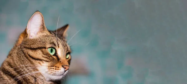 Banner. Feline face with green eyes, close-up. European Shorthair cat looks away. Background with a cat and free space for an inscription, copy space, advertising, pets. animal feed, cat food — Stock Photo, Image