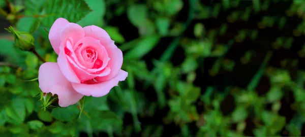 Bannière horizontale. Fleur rose avec des gouttes de rosée sur un fond de bourgeons et de verdure. Rose rose après la pluie sur un fond de verdure trouble dans le jardin. Panneau d'affichage, publicité, panneau de magasin de fleurs — Photo