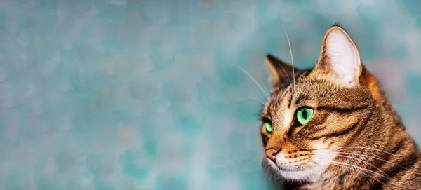 Banner. Feline face with green eyes, close-up. European Shorthair cat looks away. Background with a cat and free space for an inscription, copy space, advertising, pets. animal feed, cat food — Stock Photo, Image