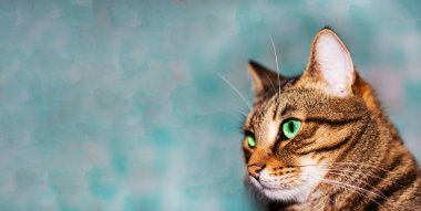 Pankart. Yeşil gözlü kedi suratlı, yakın plan. Avrupa Shorthair kedisi başka tarafa bakıyor. Kedili bir arka plan ve bir yazı için boş alan, kopya alanı, reklamcılık, evcil hayvanlar. Hayvan yemi, kedi maması.