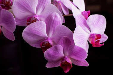 Siyah arka planda parlak pembe orkideler. Siyah arka planda izole edilmiş güzel pembe ve beyaz orkideler. Phalaenopsis. Renkli pembe orkide yakın plan..