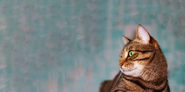 Bandeira horizontal. Cara de felino com olhos verdes, close-up. European Shorthair cat olha para o lado. Fundo com um gato e espaço livre para uma inscrição, espaço de cópia, publicidade, animais de estimação — Fotografia de Stock