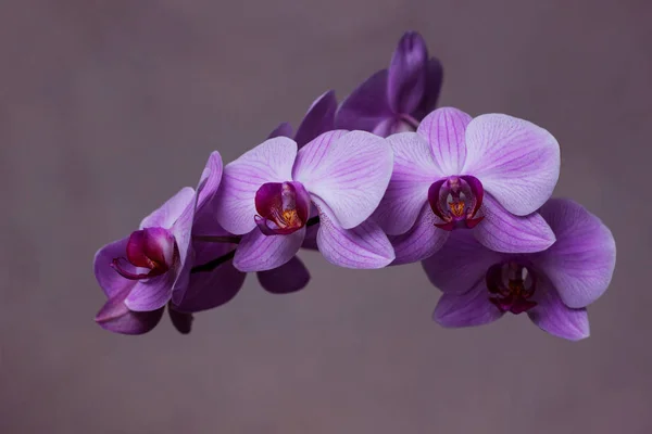 Fleur d'orchidée phalaenopsis pourpre, drisses, dendrobium sur fond rose. Des orchidées aux papillons. Belles fleurs roses en gros plan. Plantes d'intérieur . — Photo