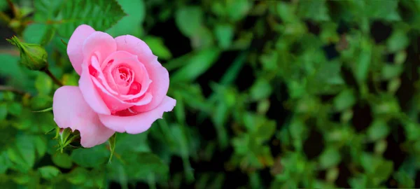 Een spandoek. Een roos bloem met dauw druppels tegen een achtergrond van knoppen en groen is niet volledig tot bloei gekomen. Kunstmatig wazig. Billboard, reclame, bloemenwinkel teken — Stockfoto