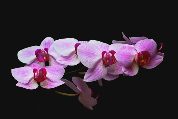 Beautiful pink orchid on a black background. Flowering branch of pink with white tropical phalaenopsis flower on a black background — Stock Photo, Image