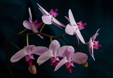 Siyah arka planda olağandışı güzel pembe orkide. Phalaenopsis çiçeğinin üst görünümü