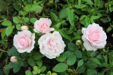 Sokakta büyüyen çiğ damlaları olan narin pembe güller. Yeşilliğin arka planında yağmurdan sonra rafine pembe güller