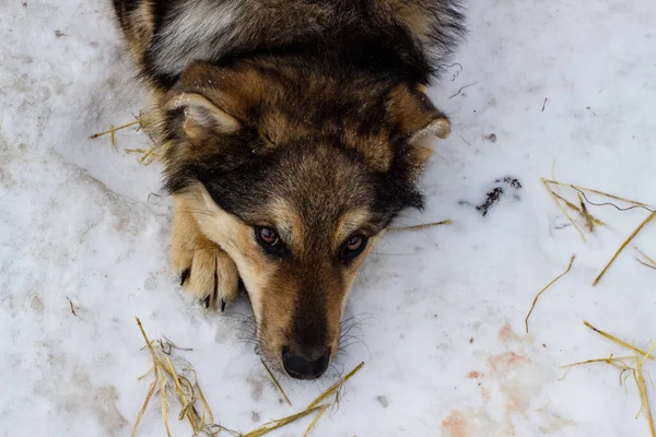 A mongrel dog on a leash lies in the snow with begging eyes. A faithful dog looks upwards. The concept of animals in captivity, feed the dog, caress a friend, pay attention.