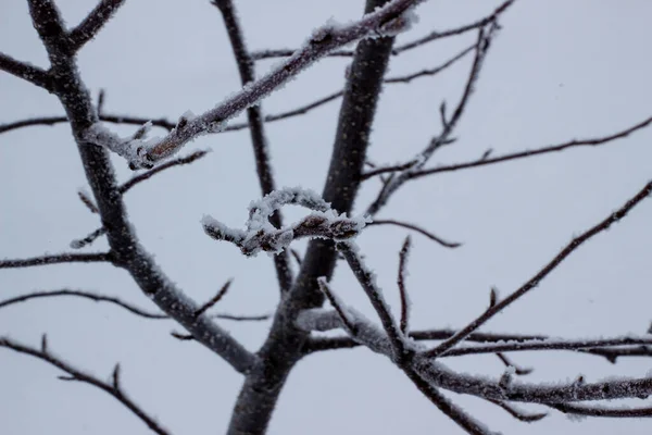 Harrfrost Som Täcker Kala Trädgrenar Vinterdag Träd Grenar Omfattas Hes — Stockfoto