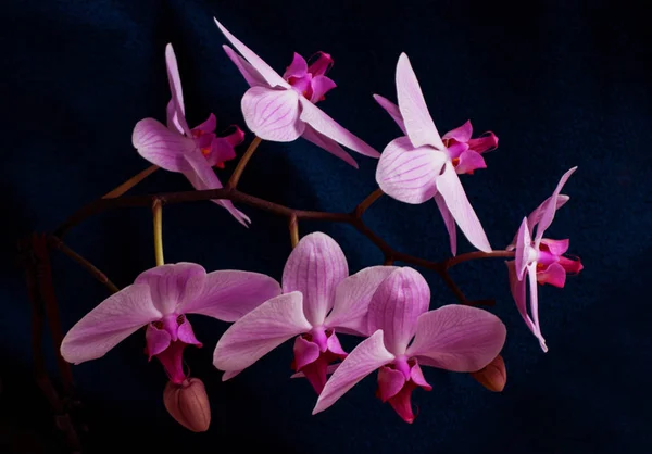 Purple orchid flowers on a dark background. Phalaenopsis flower. Purple chic orchid close-up on a black background. unusual angle.