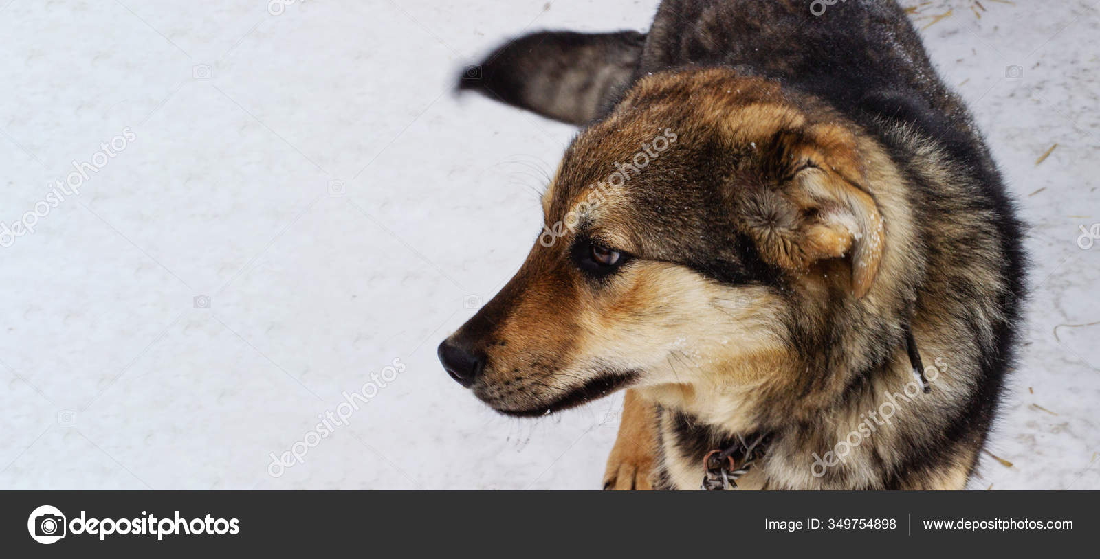班纳在院子里用皮带把一只漂亮的院子里的狗的画像黑褐色的狗冬天有浓密的毛村里的狗把目光移开复制空间兽医诊所