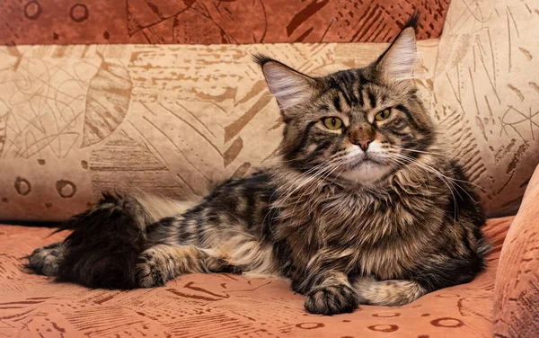 Sly, lazy tabby cat on a brown sofa. Maine Coon lies on a plush sofa and looks with a squint