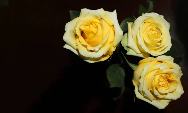 Colagem Macro Três Rosas Amarelo Brancas Florescendo Fundo Escuro Espaço — Fotografia de Stock