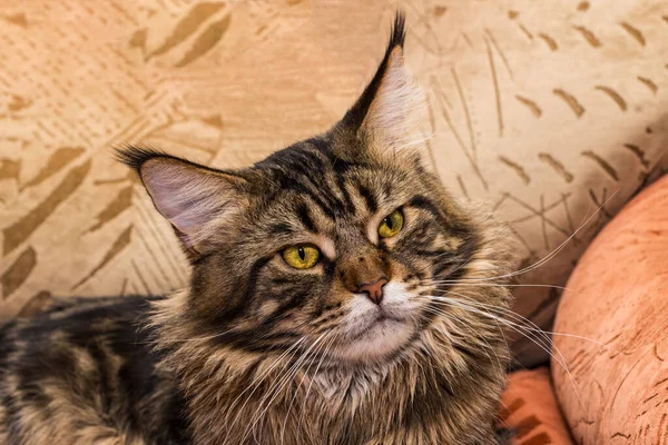 Portrait of domestic black-brown striped maine coon cat. Cute tabby kitten looking at camera. Beautiful young cat with yellow eyes and a long mustache on the background of pillows. — Stock Photo, Image