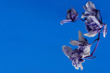 Mavi klasik arka planda solmuş mavi orkide çiçekleri. Mavi arka planda kuru falaenopsis yaprakları var. Solmuş ama güzel, kopyalama alanı, yakın çekim, pankart, kartpostal, metin yeri.