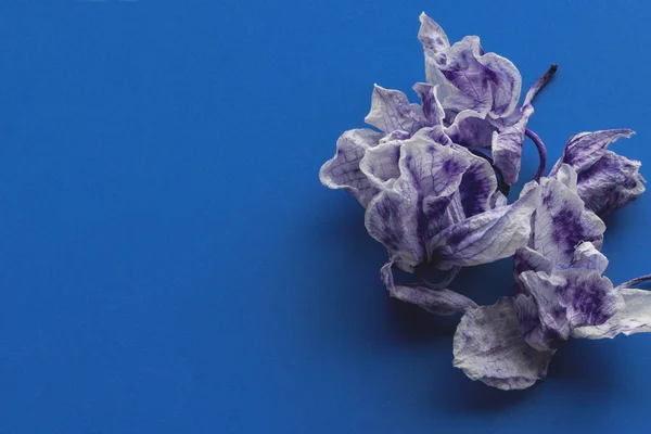 Mavi klasik arka planda kurumuş mavi orkide çiçekleri. Orkideler not defteri, tatil kartı şablonu, kapak, klipsleme, resim, baskı ve tasarım için mavi üzerine izole edilmiş elementler. Boşluğu kopyala Stok Resim