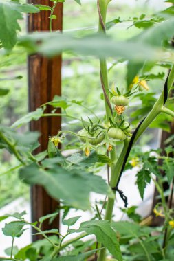 Dal üzerinde yeşil domatesler. Serada çalılık var. Bahçıvanlık