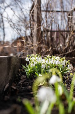 Kar tanesi ya da sıradan bir kar tanesi. Galanthus nivalis