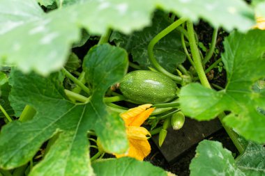 Bahçedeki yeşillikte çiçek açan kabak.