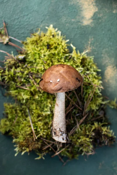 White Mushroom Beautiful Background Moss Litter Boletus Autumn Card — Stock Photo, Image