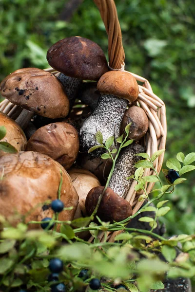 Ceps ve yaban mersinleri sepette yatıyor. Yukarıdan ateş edildi, yakın çekim. Orman kartı. Sonbahar. Dikey çerçeve