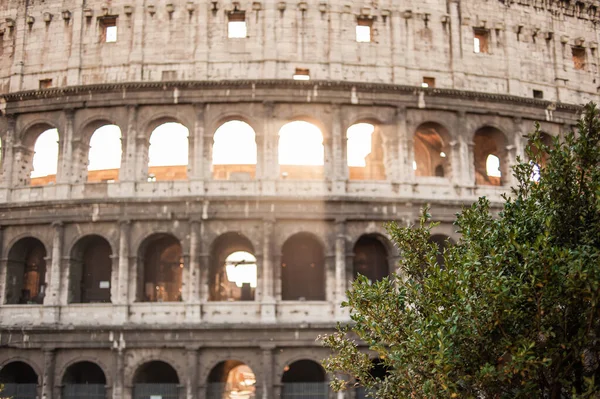 Çiçek açan bitkilerin arasından gün batımında Kolezyum 'un görüntüsü. Roma, İtalya. turizm