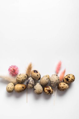 Asgari yaratıcı düzen - Beyaz arka planda Paskalya kompozisyonu. Bıldırcın yumurtaları ve kurutulmuş çiçekler üst tarafta. Minimum bahar kompozisyonu. Doğal Paskalya konsepti.