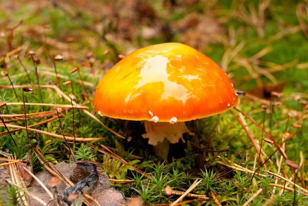 빛나는 모자와 숲에서 작은 버섯 — 스톡 사진