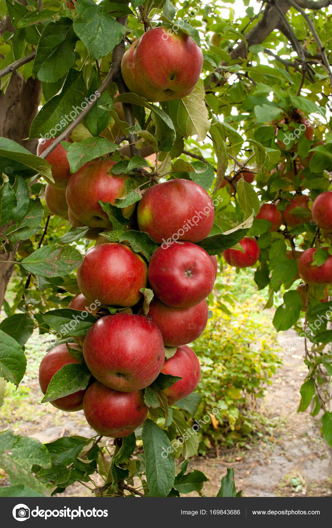 Apple tree branch. crop — Stock Photo © usankova312 169843686
