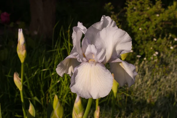 Iris Lila Claro Sobre Fondo Hierba Oscura Cerca Con Brotes — Foto de Stock