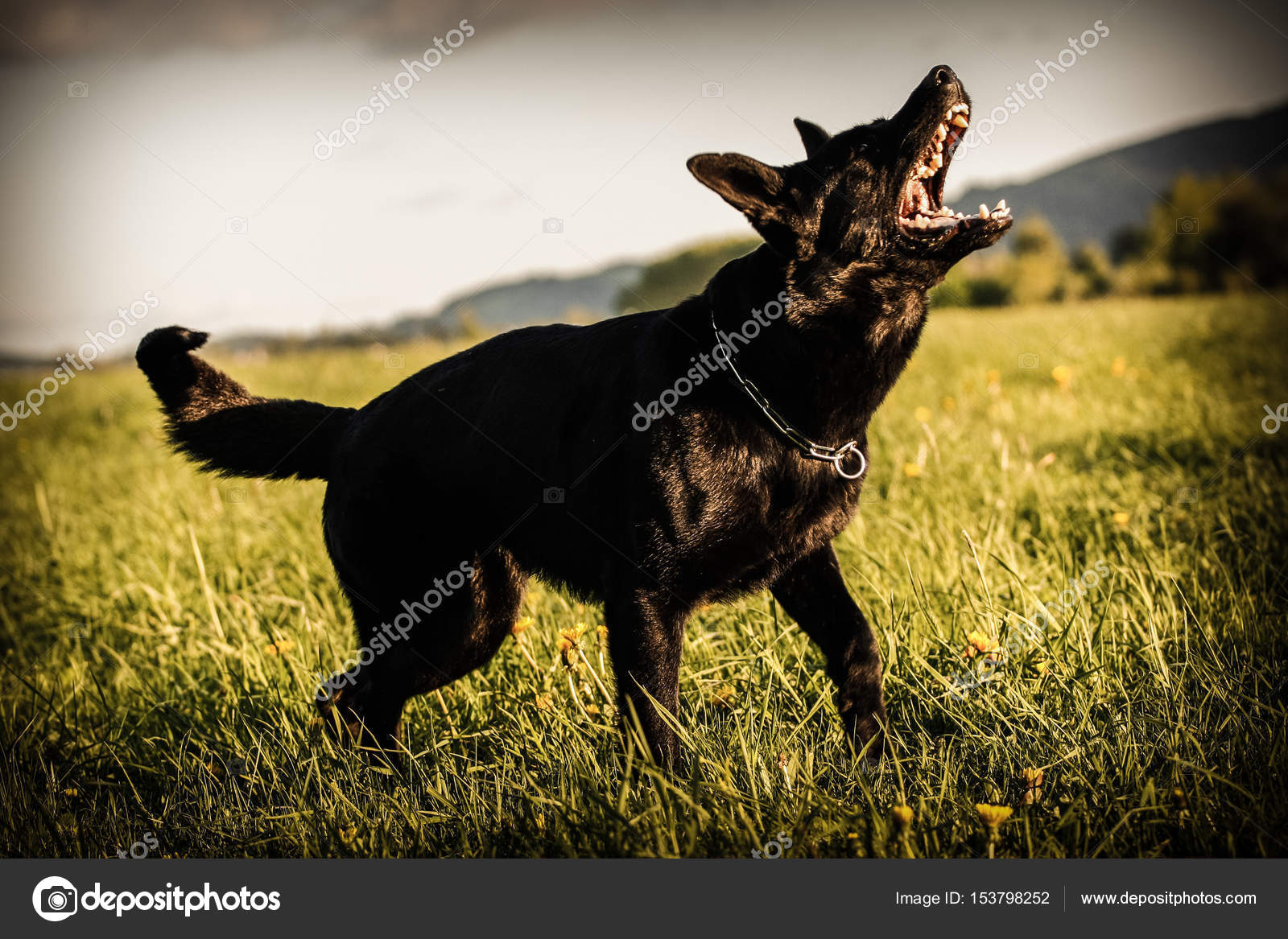 Красивые собаки. Собака лает мультяшная. Лай собаки в управление. Собака скулит. Лающая собака.