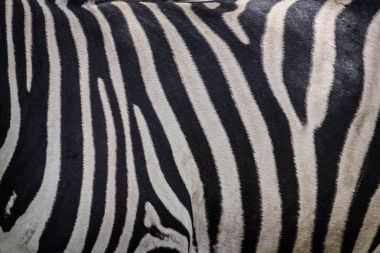 Zebra vücut Hayvanat Bahçesi