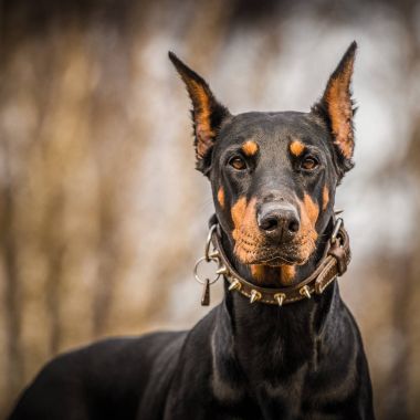 Doberman köpek portre