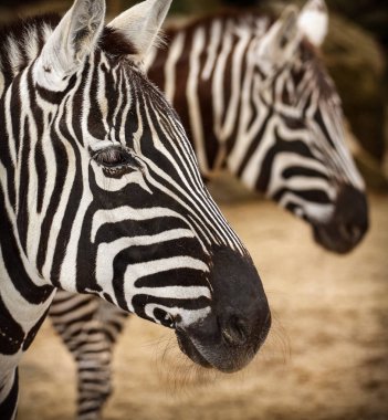 Zebra portre Hayvanat Bahçesi