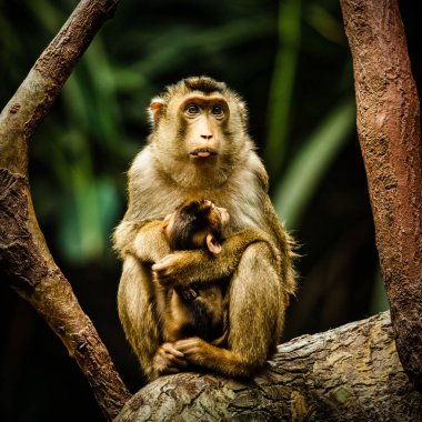 Hayvanat bahçesinde Doğu kartal portre