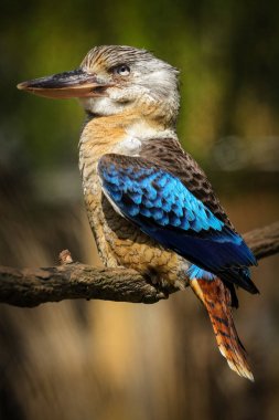 Hayvanat bahçesinde Doğu kartal portre