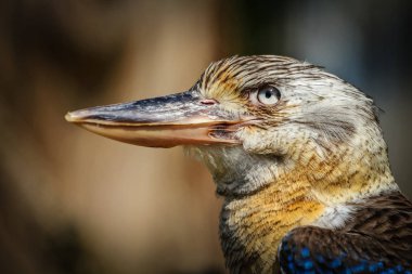 Hayvanat bahçesinde Doğu kartal portre