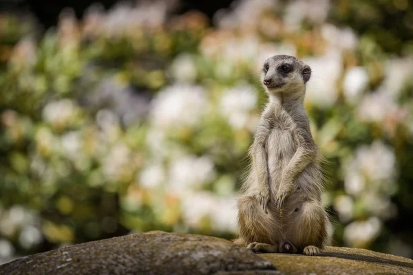 Retrato suricado no zoológico — Fotografia de Stock